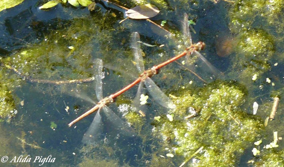 Scheda: Sympetrum striolatum